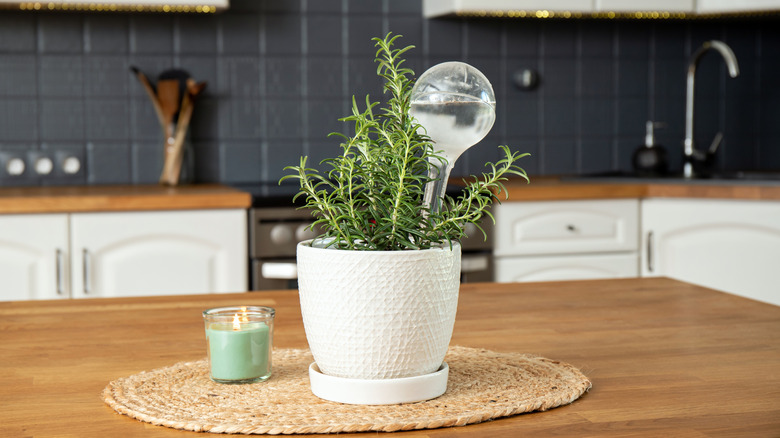 A pot of rosemary sitting on a kitchen counter next to a candle with a watering globe inserted into the pot