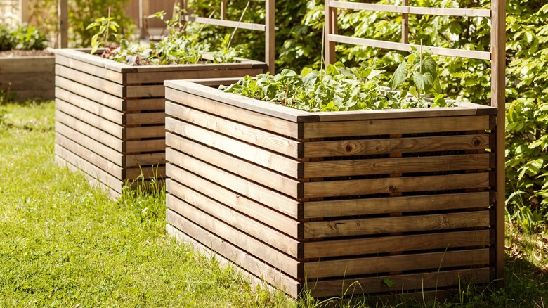 Two raised garden beds