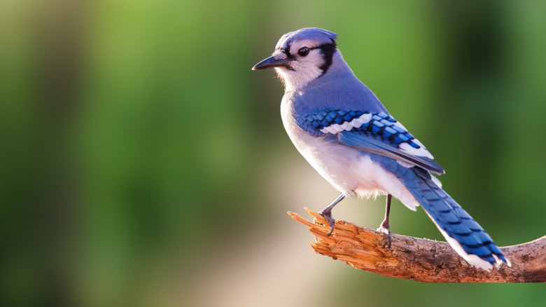 Blue jay perched on a branch with a green background