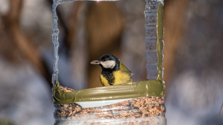 bird inside DIY bird plastic jug feeder