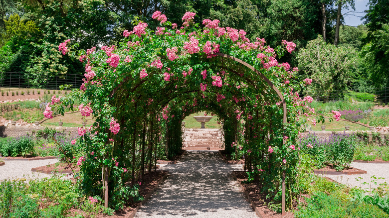 Pink flowers are growing on a wooden arched trellis.