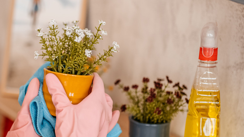 Gloved hands holding mini plant pot and cleaning it, with cleaning solution in background