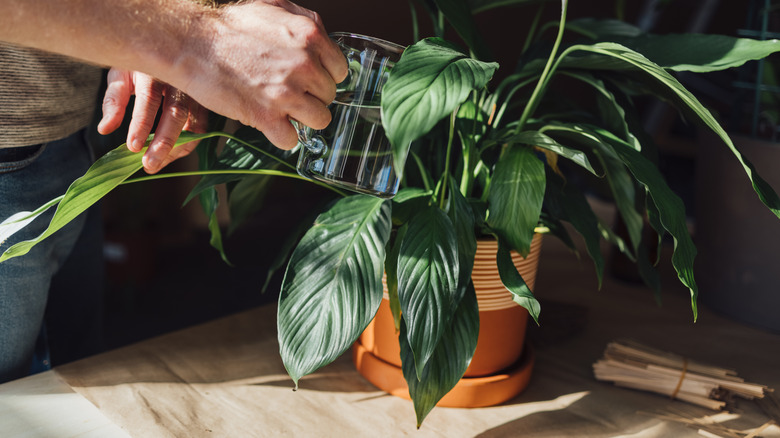 man watering a houseplant