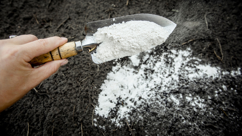 Amending the soil with lime using a trowel