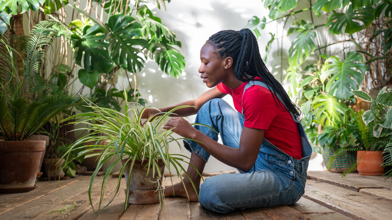 A woman in overalls takes care of a potted spider plant.