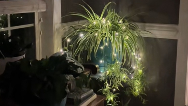 A spider plant is decorated with glowing fairy lights.