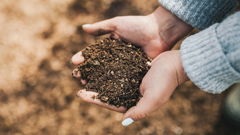 Handfuls of soil improved with cornstarch and organic matter