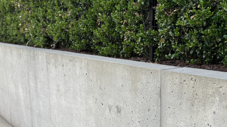 a concrete retaining wall with shrubs growing in it