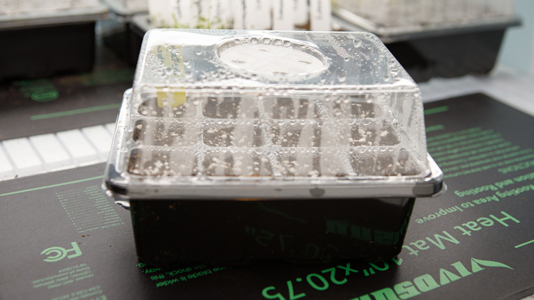 seedlings on a heat mat