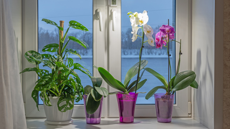 houseplants on a windowsill in winter