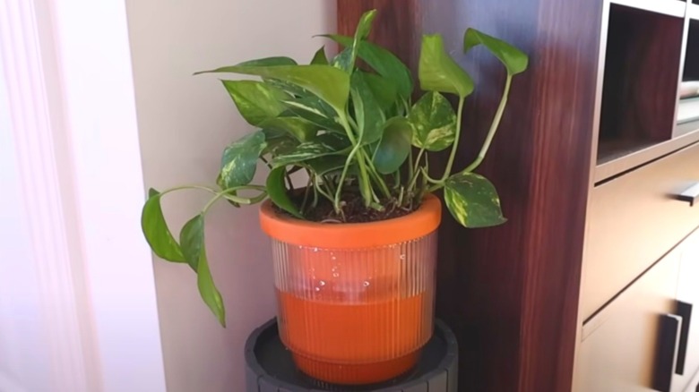 the Walmart self-watering planter being used in Liz Fenwick's home