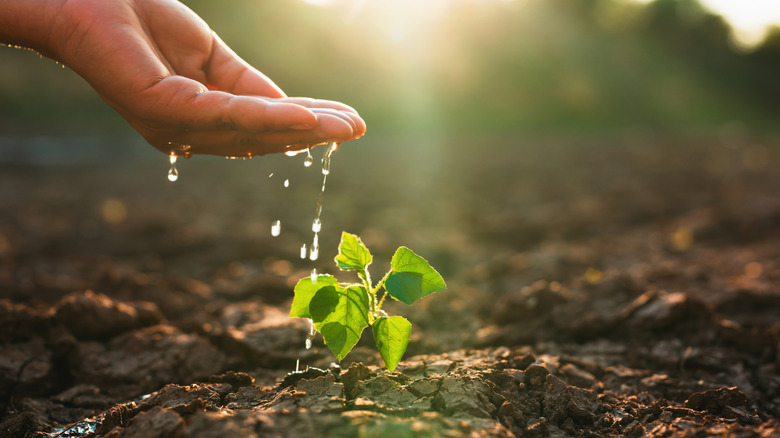 Hand dropping water onto a plant