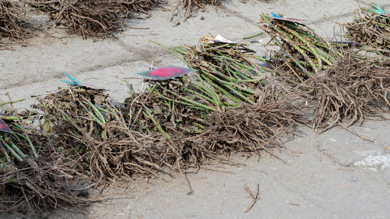 Collection of bare-root rose plants at farmer's market