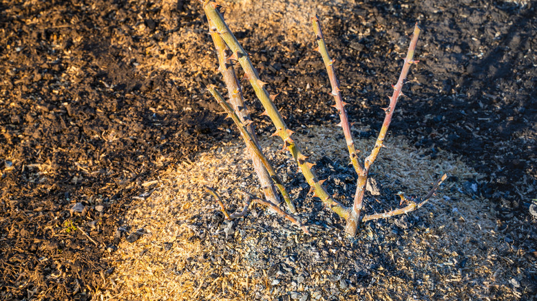 Planted bare-root rose plant
