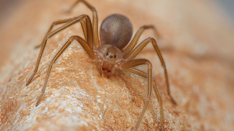 A close-up shot of brown recluse spider on a rock