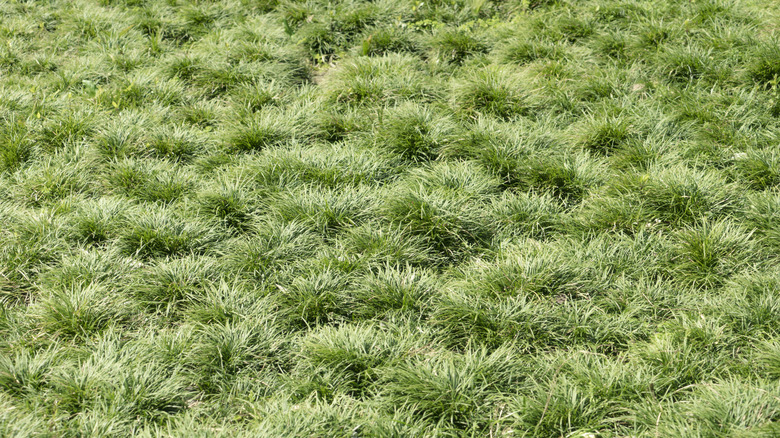 A bumpy lawn with clear depressions in the soil under the grass.