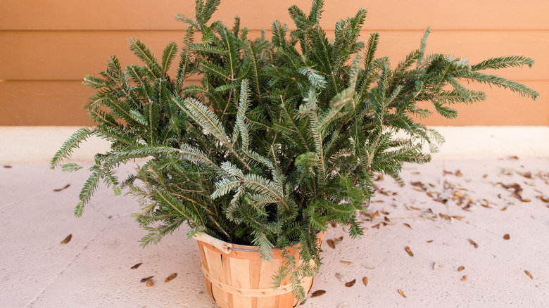 fraser fir tree cuttings in a wooden basket