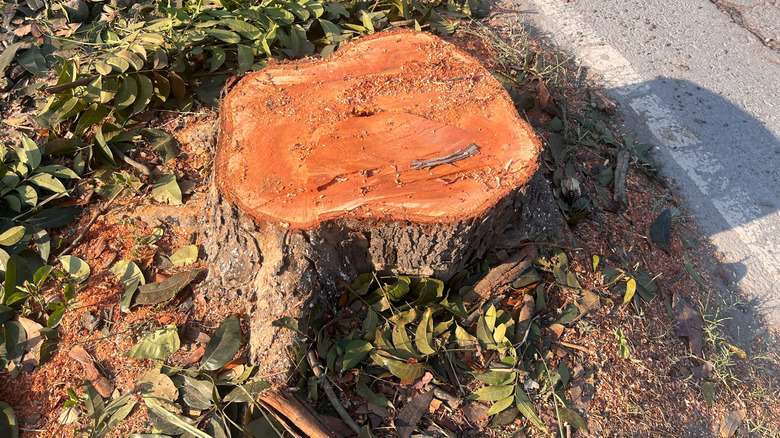A large tree stump sits surrounded by leaves and branches