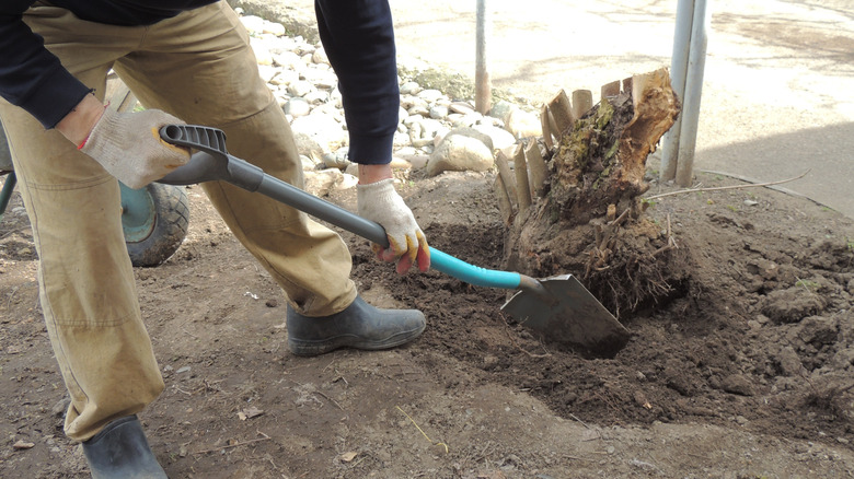 Someone digging a tree stump using a shovel