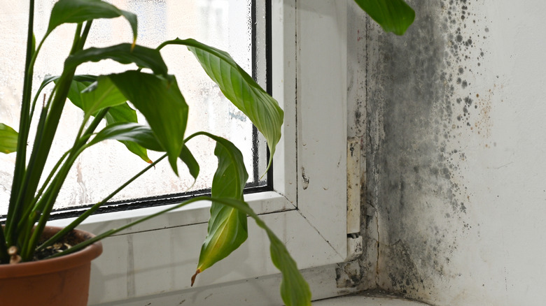 Mold growing on wall outside of window