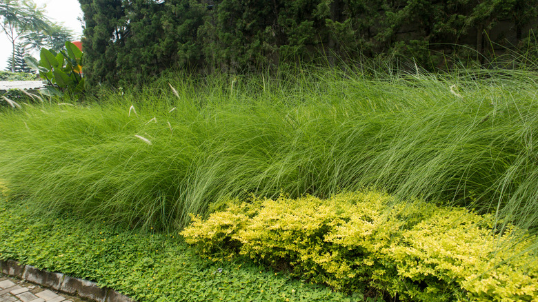 a thick patch of weeping lovegrass