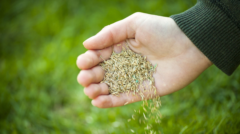 a person's hand planting grass seed