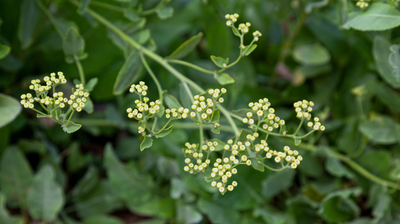 Close-up potograph of costmary blooms and foliage