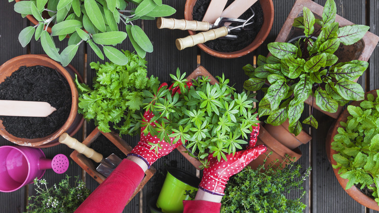 Person wearing red gloves holding an herb in an herb container garden