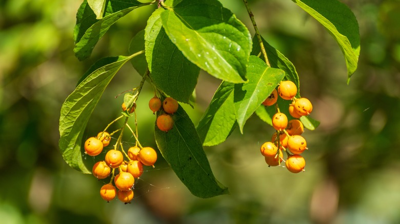 American bittersweet with green leaves