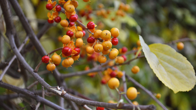 bittersweet vine with multicolored fruit