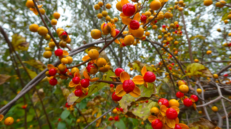 Oriental bittersweet close up berries