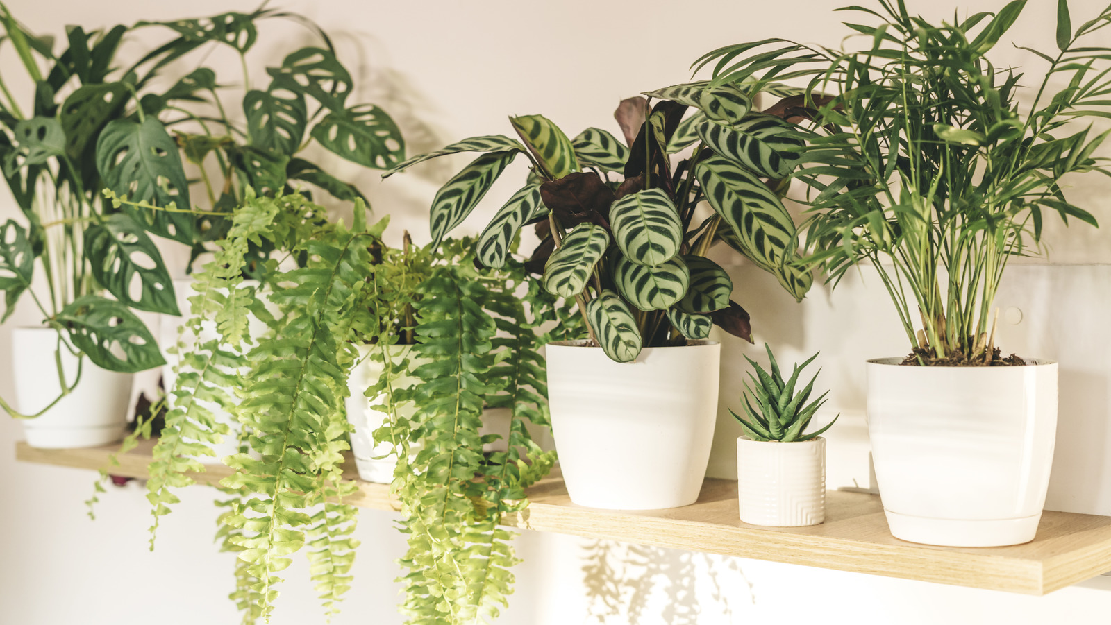 The Air-Purifying Plant You’ll be able to Need To Stay In Your House – Area Digest