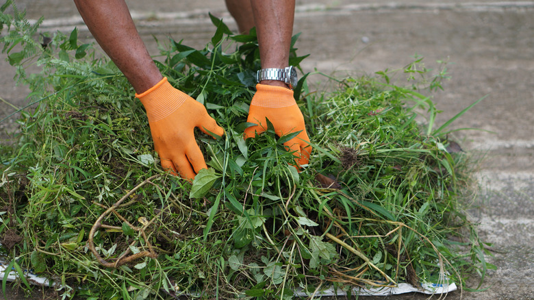 A man in orange gloves removing weeds