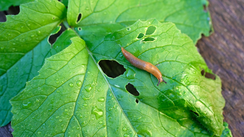 Slug on a leaf