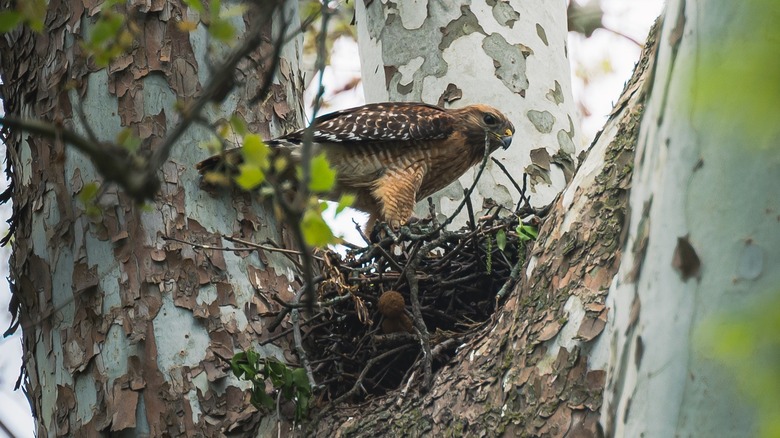 bird and nest in tree