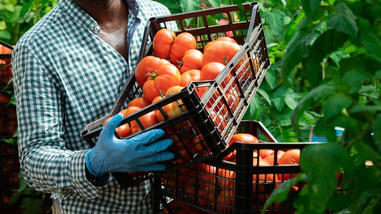 Man holding basket of tomatoes