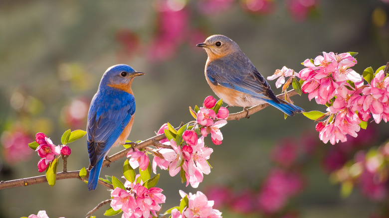 Bluebirds on flowering spring tree