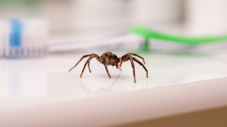 spider sitting in bathroom 