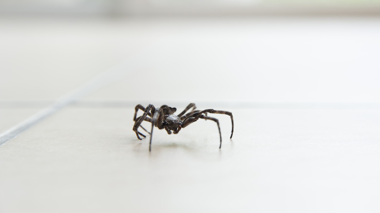 spider running on floor 
