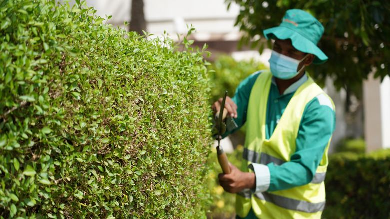 a person taking care of a hedge