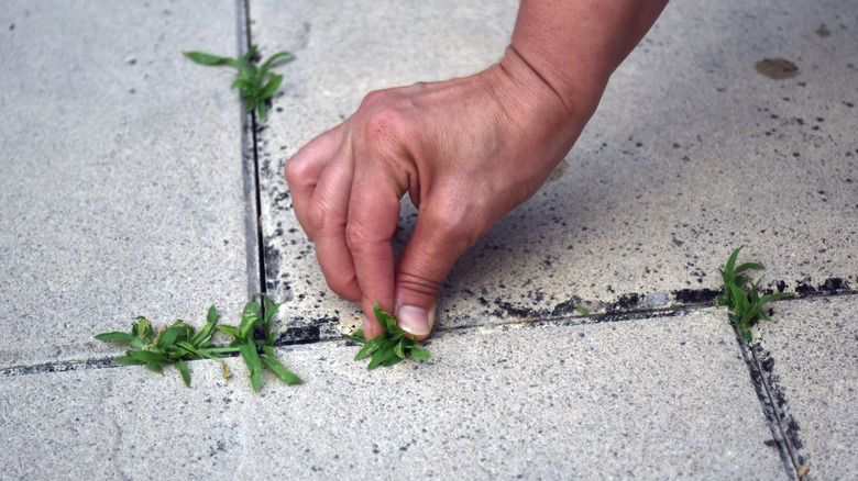 person hand weeding between concrete blocks