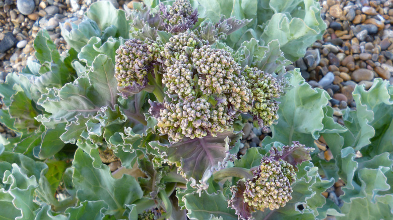 Closeup of a sea kale plant showing the curly leaves and florets