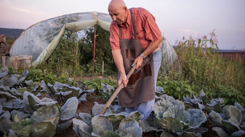 A gardener tending a crop of cabbages
