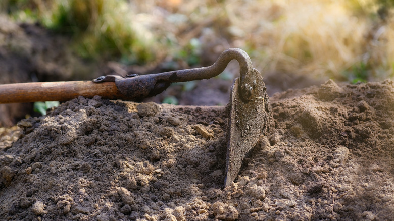A swan neck hoe rests on the soil of a garden bed.