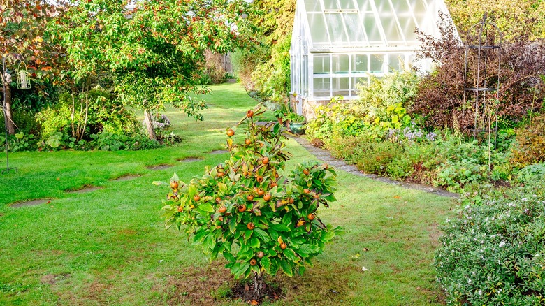 A dwarf medlar tree sits in the foreground of a backyard garden with a backdoor seen in the background with planters