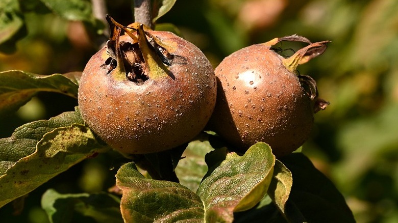 Close-up of medlar fruit growing on a tree