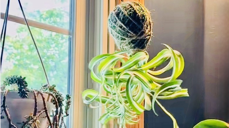 Curly spider plant hangs from the kokedama created in the featured video.