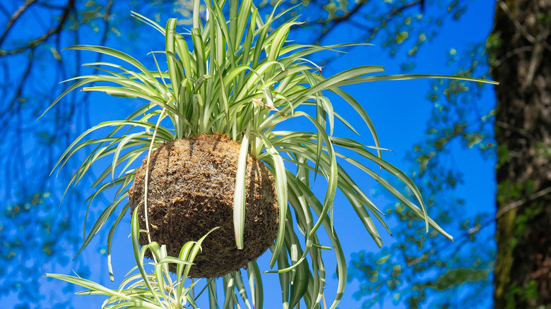Kokedama spider plant hangs outdoors.