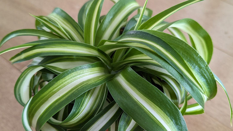 Curly spider plant