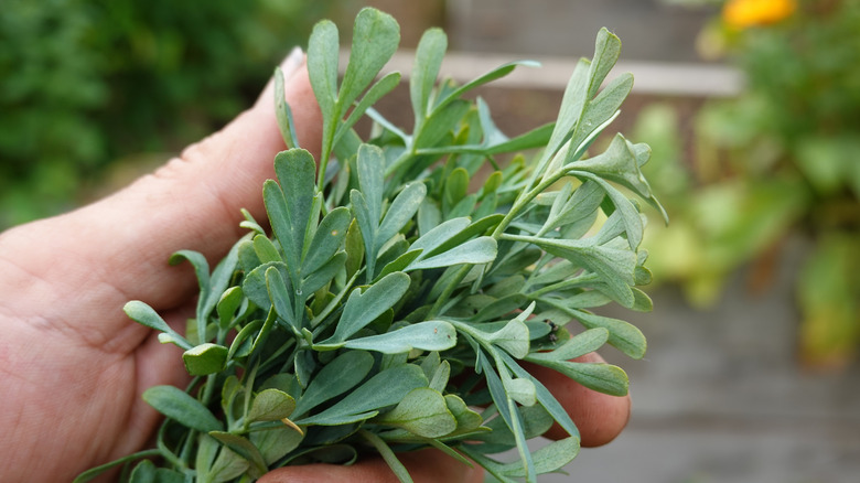 Rue freshly cut from the garden